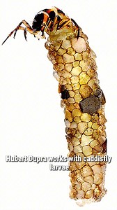 Hubert Duprat transforms tiny caddisfly larvae into natural jewelers. By replacing their usual building materials with gold, turquoise, and pearls, he lets these miniature architects craft intricate, shimmering cases. The project blurs the line between art and nature, showing how collaboration with even the smallest creatures can create something magical. #HubertDuprat #CaddisflyArt #NatureMeetsArt #TinyArchitects #GoldenLarvae #ArtAndNature #JewelryByNature #InsectArt #MiniatureMasters #Creativ
