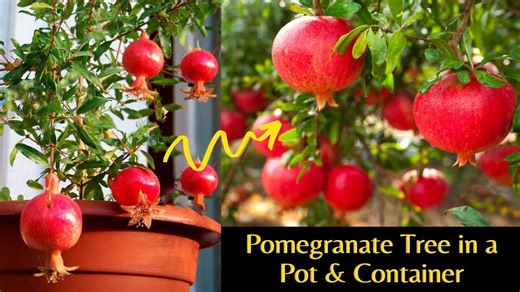 How to Grow Pomegranate Tree in a Pot & Container ¦ Pomegranate Tree Care