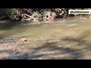 Essential oils used for sleep:• Lavender – relaxes the body and mind