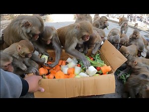 Caring hungry wild monkeys and feeding different types of food