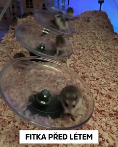 1.4M views · 11K reactions | Letní forma loading…藍 | Ladylab | Facebook