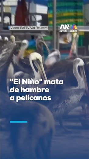 ¡Emergencia ambiental! El calentamiento por el fenómeno de "El Niño" deja sin alimento a pelícanos
