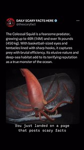 77 reactions | The Colossal Squid (Mesonychoteuthis dorhii) is one of...