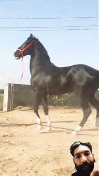 black horse riding training zuljinah horse #horseridingschool #horse #equestrian #horse