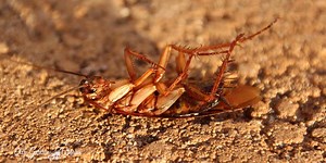 How To Get Rid of Waterbugs - 4 Methods