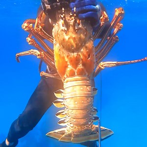 466K views · 8.1K reactions | We Caught A MEGA LOBSTER!  | Back 2 Basics Adventures | Facebook