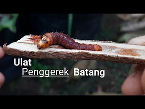 Review!!! Ulat Penggerek Batang dan Cara mengatasinya