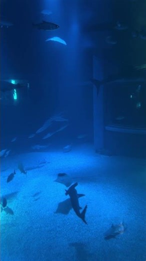 #海遊館 #ōsaka #水族館 #大阪水族館 #大阪観光
