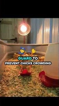 CHICKEN BROODER SET UP IDEAS YOU MUST KNOW BEFORE YOU BUY YOUR CHICK.