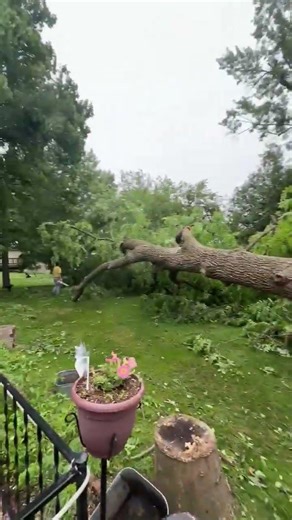 How Big is TOO Big? Giant Tree Removal | Precision Tree Care Baraboo, WI