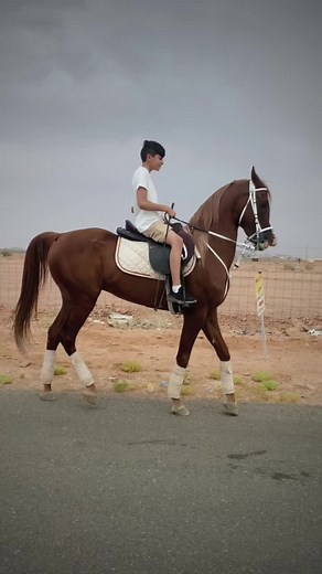 مـشاءلله انا وشـيخ الله يبارك 😍🤍. اسنابي ب البايو حياكم🤍#محمد_الشمري #خيال_شمر #خيل_وخياله🐎 #مربط_الشلاش #اكسبلورررر