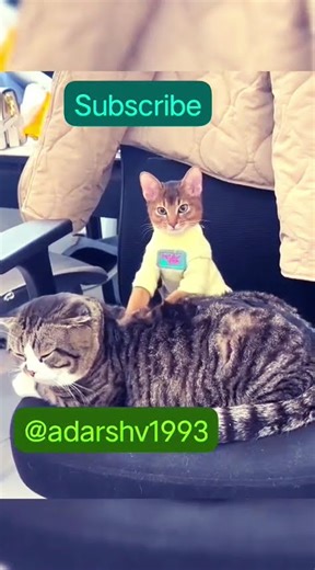 #malayalamcomedy #dogcat #dogcatstory #friendship ##comedyshorts #funny #subscribe 😁😁😆😆😄😄😃😃🤣🤣😂😂