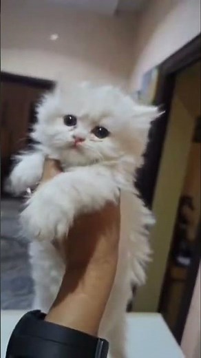 The Definition of Feline Elegance Exotic White Persian Showcase. the Fluffiest White Persian Kitten!