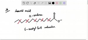 SOLVED:The cost of cleanliness. Lauric acid is a 12 -carbon saturated fatty acid. The sodium salt of lauric acid (sodium laurate) is a common detergent used in a variety of products, including laundry detergent, shampoo, and toothpaste. How many molecules of ATP and NADPH are required to synthesize lauric acid?