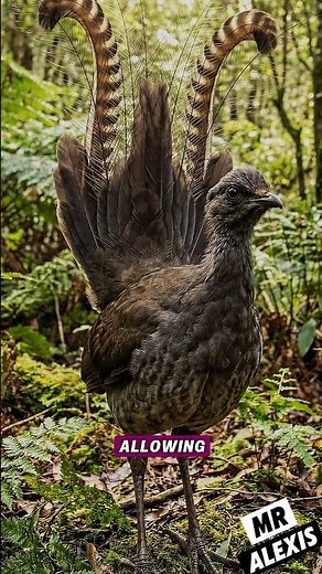 The Lyrebird: Nature’s Best Mimic