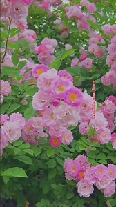 Rose Indian flower #gardendesign #nature #plantsofindia #gardenideas #garden #flowergarden #love