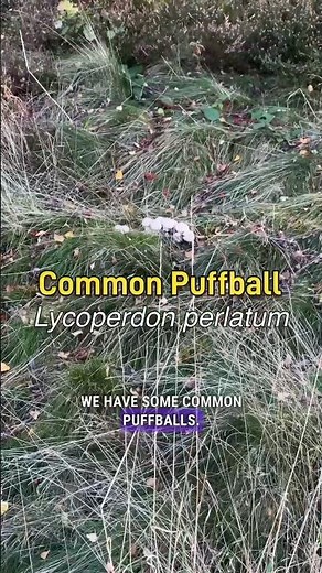 How to identify and safely eat the Common Puffball. #wildfood #foraging