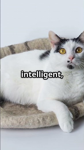 The fascinating world of the Manx cat! 🐈