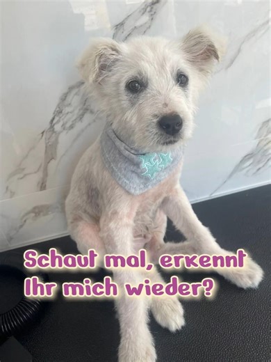 RUSTY von der Autobahnraststätte - ein neues Leben beginnt #zuhausegesucht