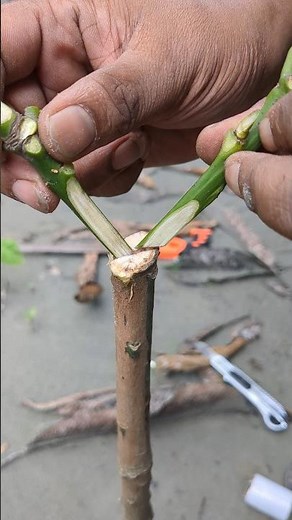 100% Successful Mango Grafting Technique 🌱 Easy Scion Method That Always Works!