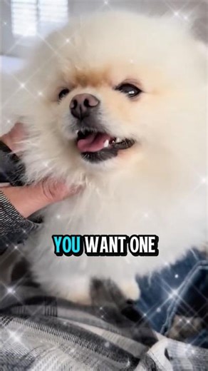 So you want a new puppy 🥰 cute puppy dog 🐶 #cute #puppy #dog #pomeranian #shorts