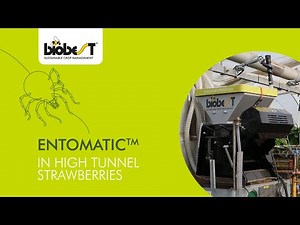 Entomatic™ in Haygrove tunnels