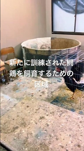 新たに訓練された闘鶏を飼育するための区域#shorts