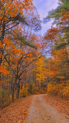 This fall drive deserved its own main character 🍂🦆🍁🖤 Every time I take the scenic route, life gets prettier ✨️ Would you ride along 🖤 Autumn Magic Favorite Fall Season Road Trip Solo Adventure The Road Less Traveled Scenic Drive Nature Outdoors #Fall #BackRoads #Autumn #WanderLust #fypシ #ScenicRoute #AutumnMagic #RoadTrip #Nature #Adventure Your Favorite Fall Photos 🖤🍂🍁📸 | Adventurous One