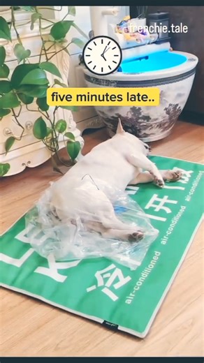 2.2M views · 3.3K reactions | How to contain too many gases expelled by the bulldog  . Credit: unknown DM for Credit or Removal | Leo Junior Bulldog French | Facebook