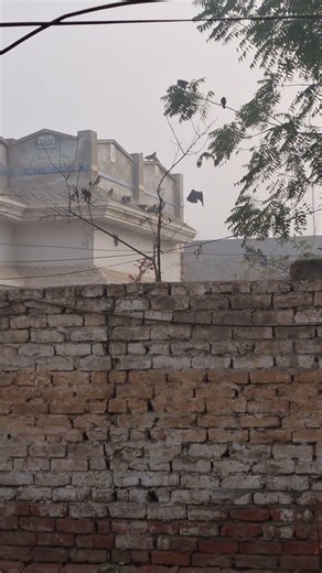 Beautiful Village Morning with Birds Sound 🐦🌄 | Peaceful Nature