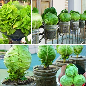 41K views · 706 reactions | Turn Your Balcony into a Vertical Garden for Growing Fresh, Nutritious Cabbage  | Balcony & Garden | Facebook