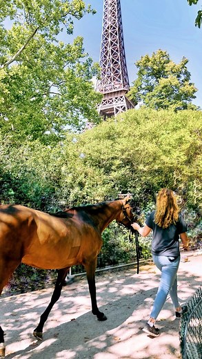 🚛 ARRIVÉE DES CHEVAUX 🚛 Les chevaux sont de retour au coeur de Paris ! 🐎🐎🐎 RDV demain pour la visite vétérinaire et la Warm Up du LGCT-LPEJ 2023 !🚀💙 📸 @jessik_r #arrivéechevaux #J-2 #jumping #horseriding #competition #horse #chevaux #horselover #rider #horsesofinstagram #sport #paris #eiffeltower #lpej #lpej2023 #lgct #gcl #Longines #EleganceisanAttitude | Longines Paris Eiffel Jumping