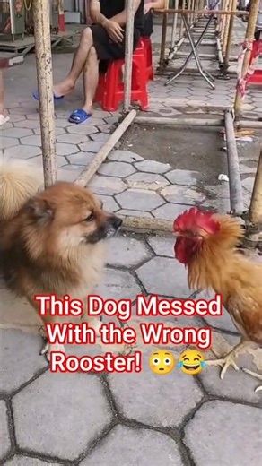 Rooster vs Dog — The Ultimate Backyard Showdown! 🐓🐶