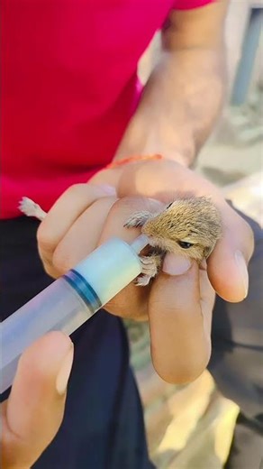 How to take care of Baby Squirrel | Wildly Indian | Wildlife #nature #wildlife