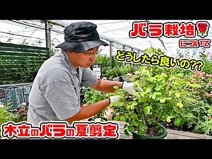 秋バラを美しく咲かせるためのコツ🌹木立のバラの夏剪定🌹についてお話しします。 高木大輔さん