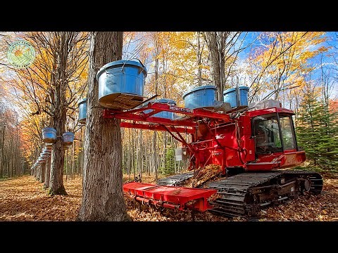 How Farmers Harvest Maple Sap - Maple Syrup Processing Factory