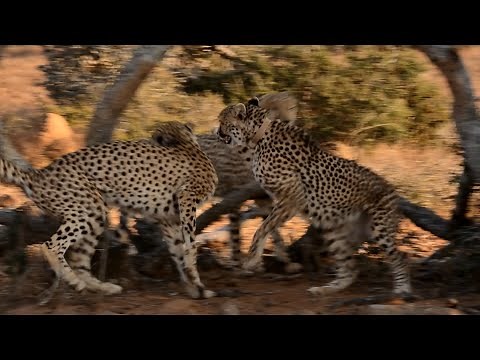 Very Rare Footage of Two Male Cheetah Looking to Mate With Female