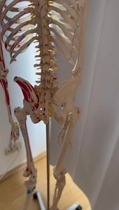 879K views · 14K reactions | Podstawy Neuroanatomii: co to jest rwa kulszowa i jaka jest różnica między prawdziwą rwą kulszową a dysfunkcji stawu krzyzowo-Biodrowego lub Syndromu Thorakolumbalnego ( ze macie jedno nie wyklucza ze drugiego tez nie macie !) | Toony | Facebook