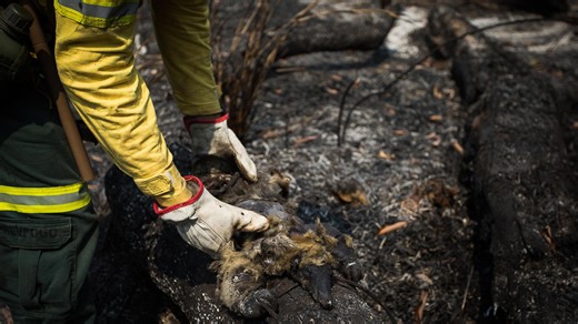 How Climate Change Affects Different Animal Species