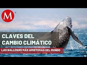 La ballena gris recorre más de 9 mil km hasta BCS, llegan cerca de 950 | Claves del Cambio Climático