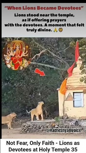 Not Fear, Only Faith - Lions as Devotees at Holy Temple 35🕉️🙏 #divinewonders