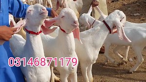 39K views · 3.9K reactions | Mohammadpur Bakra Mandi Rajan Puri the rates of Qurbani goats, pregnant goats and goats with kids. | Shazaib goat farm | Facebook