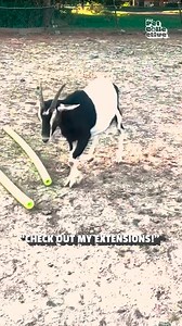 ‼️ These goats are NOT camera-friendly 🐐🤬😈 #Funny #FarmAnimals #Goat | Try Not to Laugh