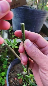 How to graft roses, top tree grafting technique1 #rosegarden #rosegarden #plantingseeds #plantingroots #growing #growingtree #anthurium #anthuriumhybrid #flowerplant #flowers #roseflower #Growing #Planting #FlowerPlant #Anthurium #plantingroots #roses | MasterYii-9