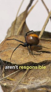 398K views · 4.2K reactions | What are the symptoms of a redback spider's bite?  | Untamed | Facebook