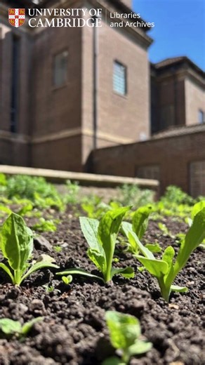 As winter approaches, our Dye Garden has been tidied, and it’s time to process this summer’s harvest. 🌱 In August, we harvested our woad crop and were delighted to be joined by Cheryl Porter, the Director of The Montefiascone Project and a specialist in historic dyestuffs. Together, we rolled up our sleeves and began processing the woad. After many weeks of hard work and patience, we now have a pigment that can be ground, ready for research by the Conservation team! #DyeGarden #PracticeBasedRes