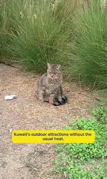 Beautiful Weather in Kuwait Today | Clear Skies & Pleasant Temperatures 🇰🇼 #kuwait #الكويت #news