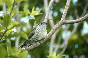 What Do Cuckoo Birds Eat? — Forest Wildlife