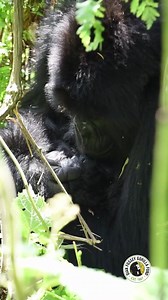 Here is mom Kurinda grooming her brand new infant. Grooming helps create a bond between two gorillas, especially mom and baby. They will continue to bond like this for the next three years. Mom will most likely continue to continue to groom them even when they get into their angsty teenager phase 😂#mountaingorillas #nature #conservation 📸: Cedric Ujeneza | Dian Fossey Gorilla Fund