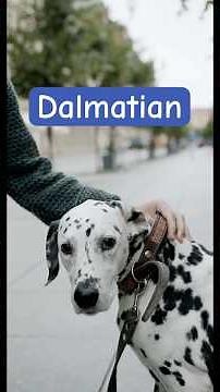 Dalmatian is an energetic and highly active breed with a strong need for movement and engagement.
